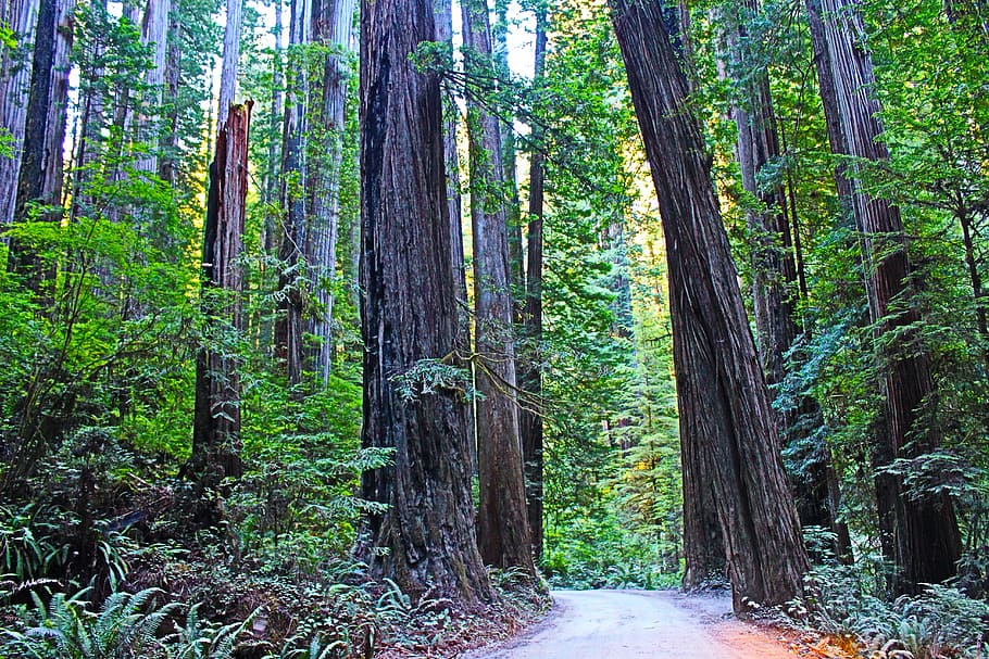 caminho, cercado, árvores, dia, redwood national park, califórnia, estados unidos da américa, sequóia, viajar, árvore