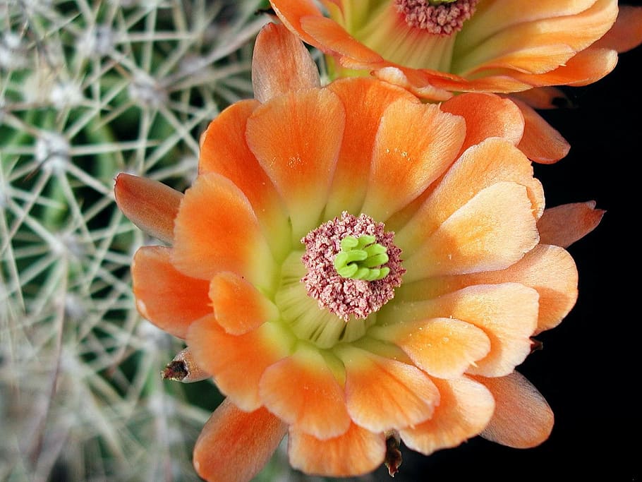 flor de cactus, de cerca, macro, planta, agudo, espina, flor, floración, planta floreciendo, fragilidad