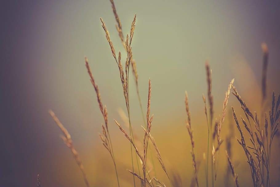 selectivo, foto de enfoque, hierba de fibra, marrón, trigo, durante el día, plantas, naturaleza, granja, agricultura