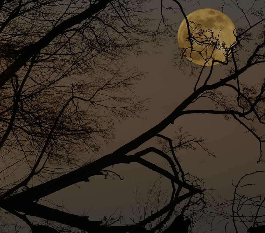 満月, 夜, 闇, 月面の風景, 神秘的, 裸木, 木, 枝, 無人, 不気味