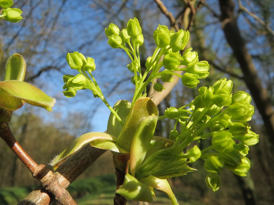 acer platanoides, norway maple, tree, inflorescence, macro, flora, plant, botany, species, growth