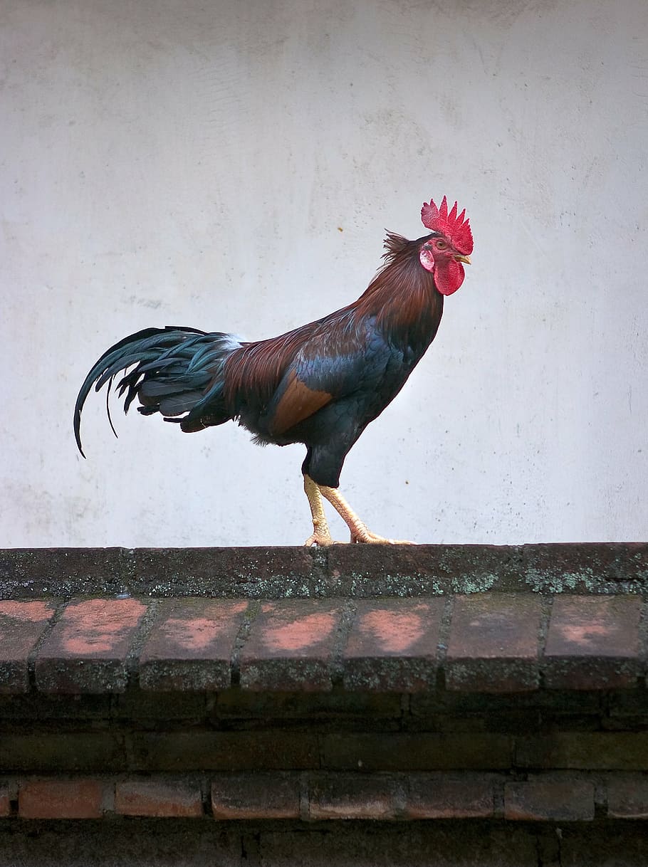 brown, black, rooster, brick stones, chicken, animals, bird, poultry, icon, symbol