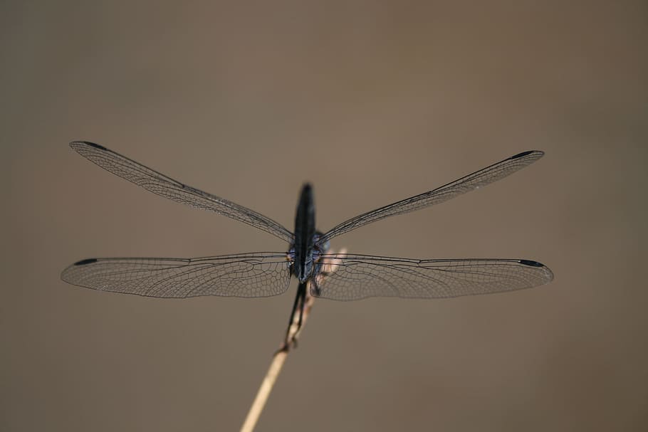 dragonfly, water, river, insect, multifaceted, blue, wings, blade, amazing, dainty
