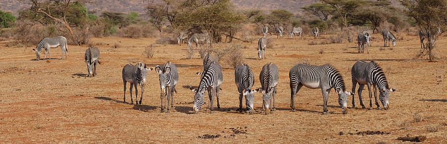 kawanan, zebra, tandus, bidang, grevy, dom, sabana, makan, tergores, panorama