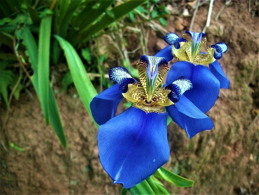 orquídea azul, planta de jardín, flor, floración, azul, fuerte, exótica, orquídea mariposa, filigrana, phalaenopsis
