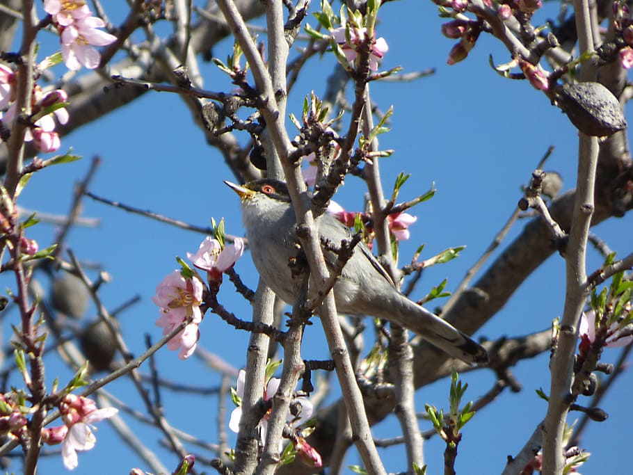 sardinian warbler, tallarol capnegre, bird, flowering branches, almond tree, tree, branch, day, nature, outdoors