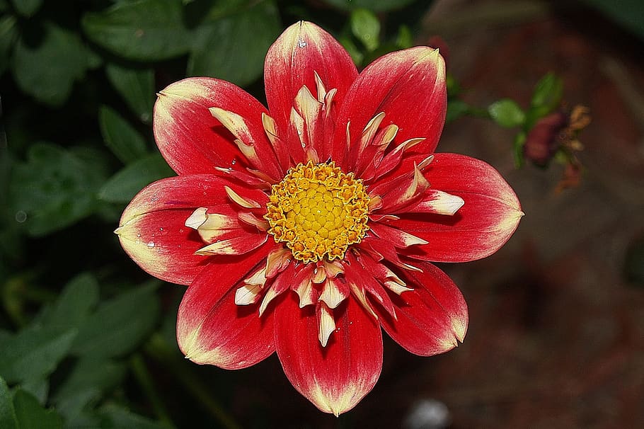flower, dahlia, red, yellow, bloom, blooming, plant, blossom, springtime, garden