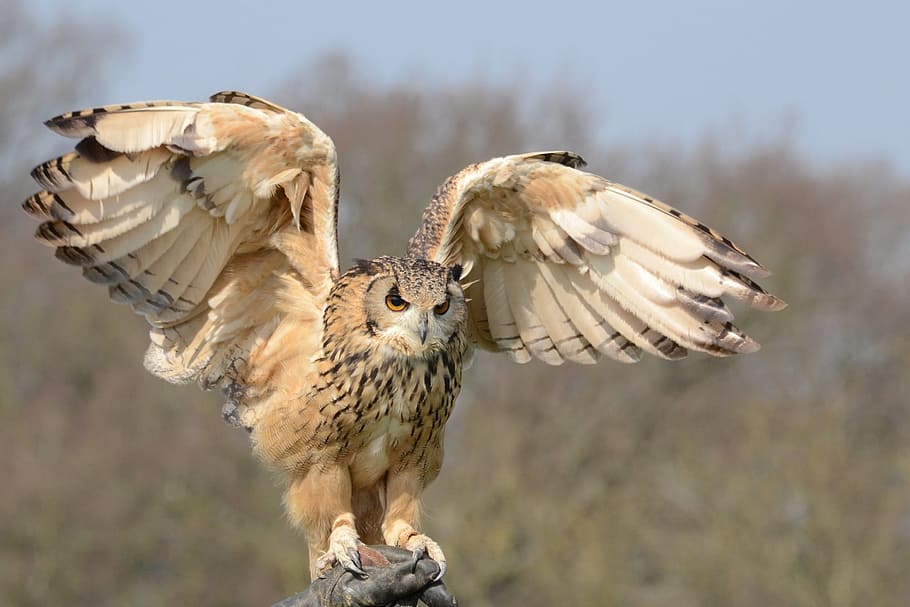 beige, spreading, wings, daytime, Owl, snowy owl, wildlife, bird, nature, predator