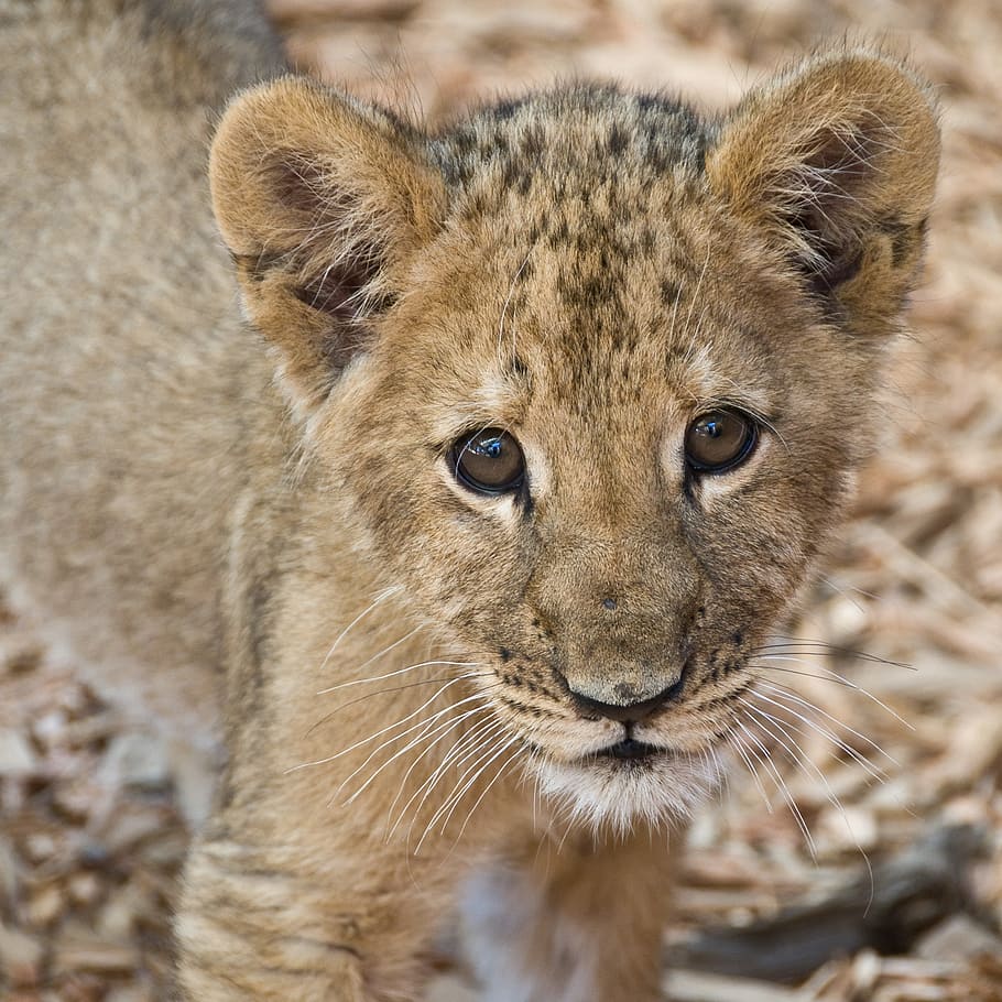brown lion cub, lion cub, lion, cute, animal, oregon, nature, animals, animal wildlife, animals in the wild