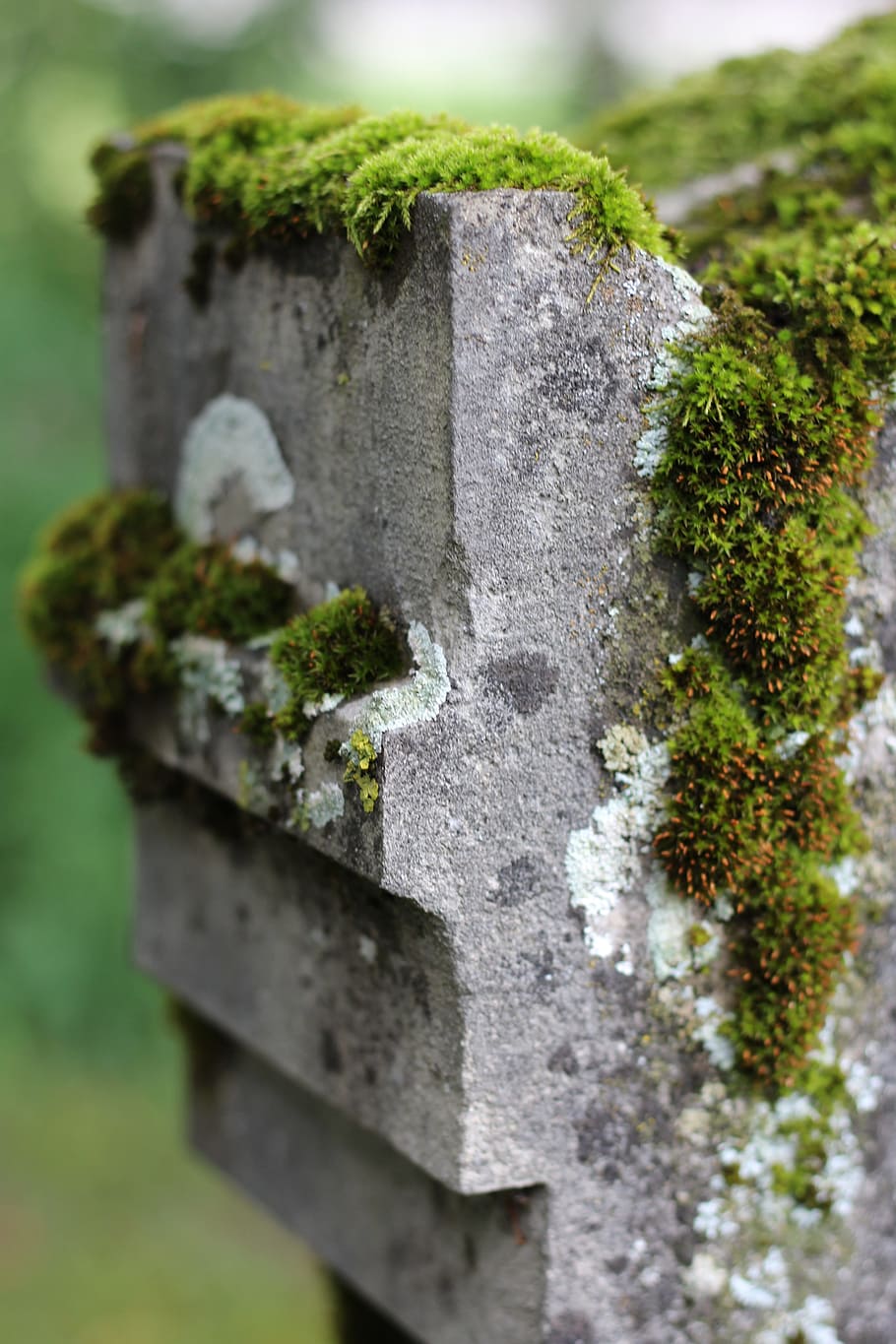 moss, tombstone, jewish cemetery, resting place, last calm, rock carving, old cemetery, old grave stone, close-up, day