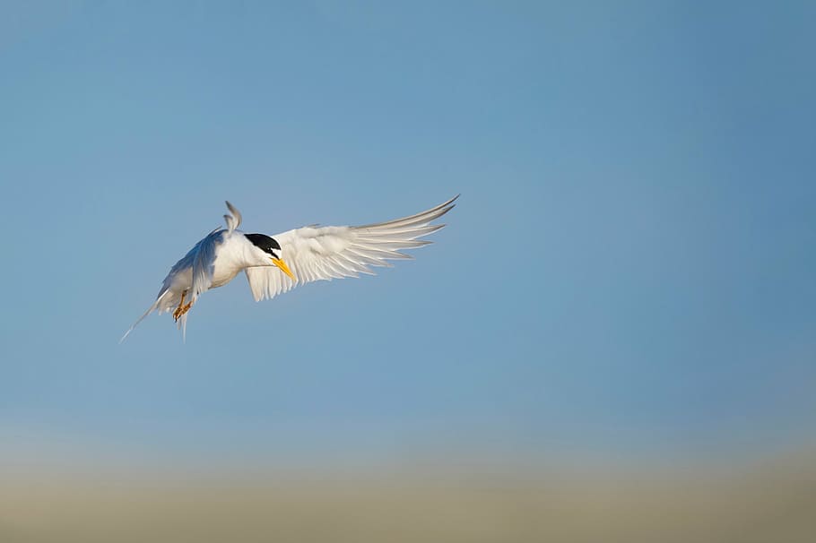 pássaro branco, branco, azul, pássaro, voando, céu, durante o dia, asas abertas, um animal, asa animal