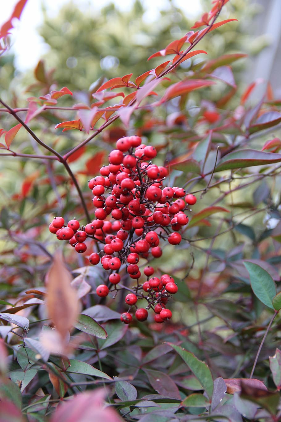 red berries, heavenly bamboo, nature, nandina berries, shrub, food, food and drink, fruit, red, growth