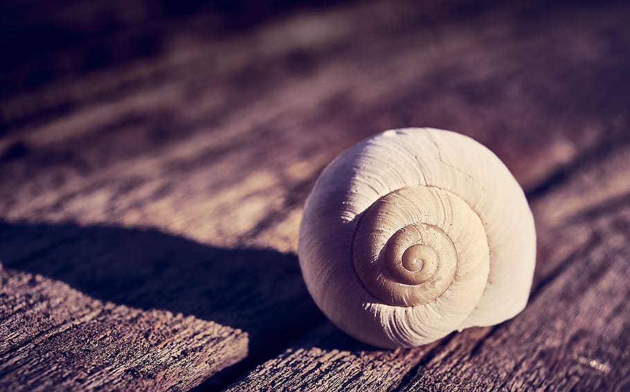 shell, snail, comfort zone, house, slowly, spiral, crawl, close up, snail shell, animal world