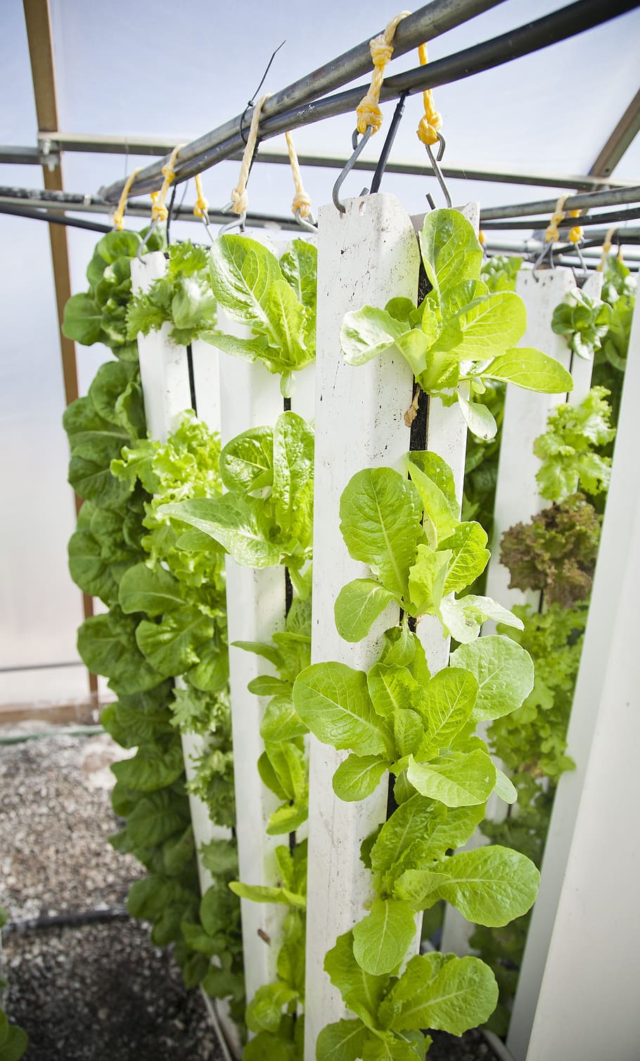 green plant, vertical farm, hydroponics, farming, plants, lettuce, leaf, green color, plant part, plant