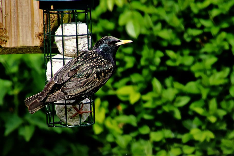 starling, bird, wildlife, spring, wildbird, animal, perched, animals in the wild, animal themes, animal wildlife