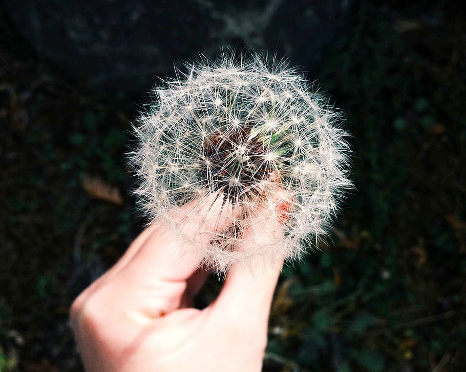 dandelion, flower, hand, white, human hand, human body part, one person, plant, holding, vulnerability