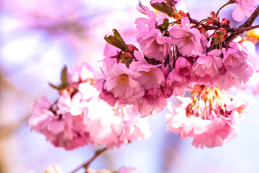 shallow, focus photography, cherry, blossoms, bloom, blossom, blur, cherry blossom, close-up, colorful
