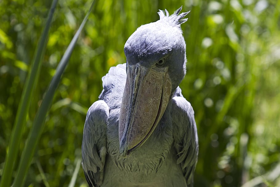shoebill, bird, large beak, animal, wildlife photography, creature, big bird, zoo, exot, bill