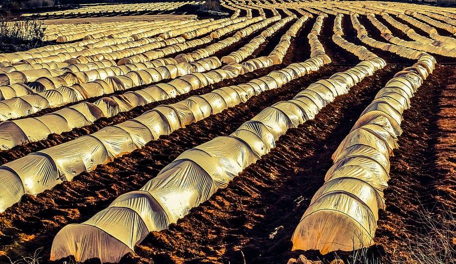 farm, agriculture, field, rows, nylon, countryside, agricultural, greenhouse, in a row, food and drink