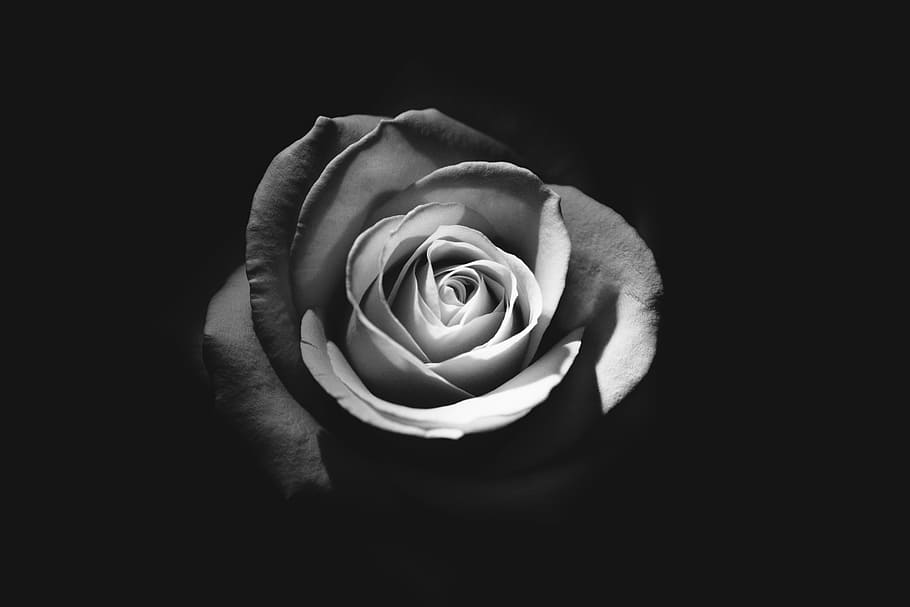 fotografía en escala de grises, rosa, flor, pétalo, florecer, jardín, planta, naturaleza, otoño, en blanco y negro