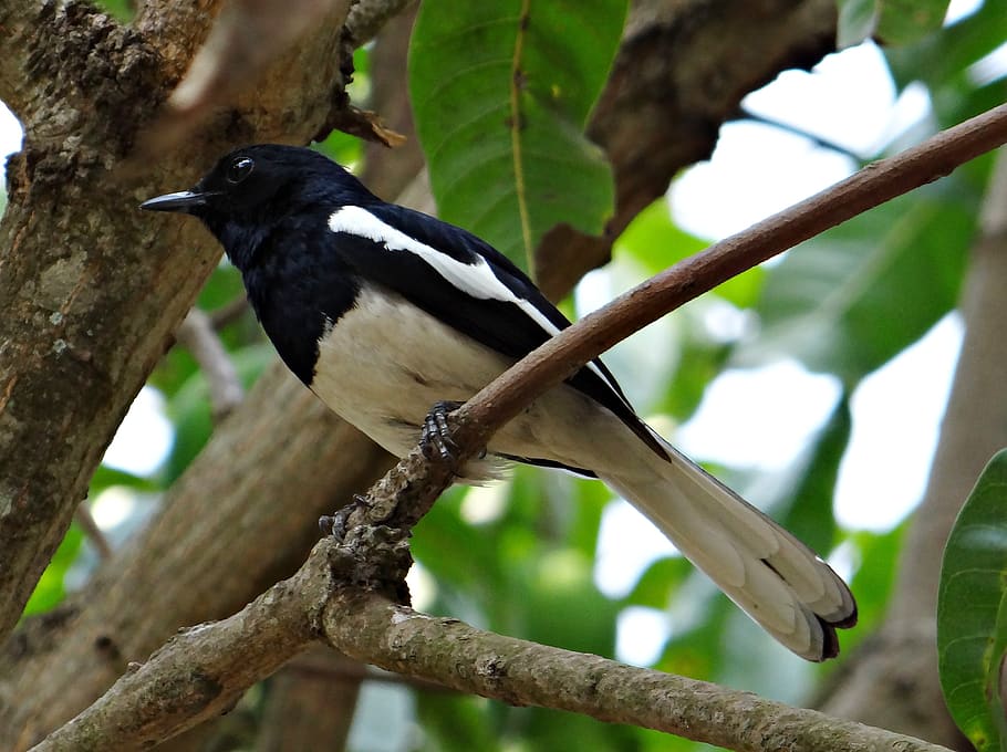 oriental magpie-robin, male, copsychus saularis, passerine, bird, dharwad, india, animal wildlife, animal themes, animals in the wild