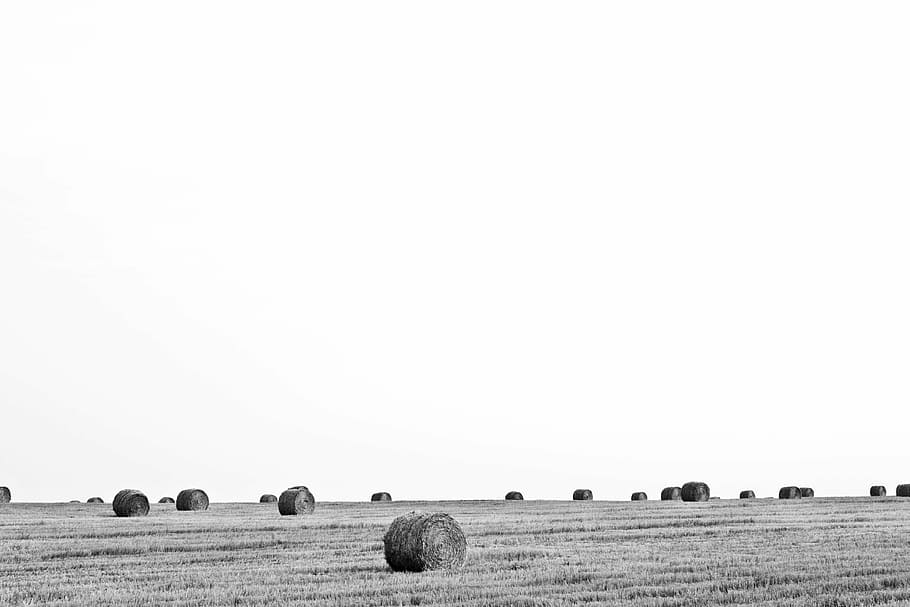 grayscale photo, grass field, bale, hay, gray, scale, stacks, black and white, farm, country