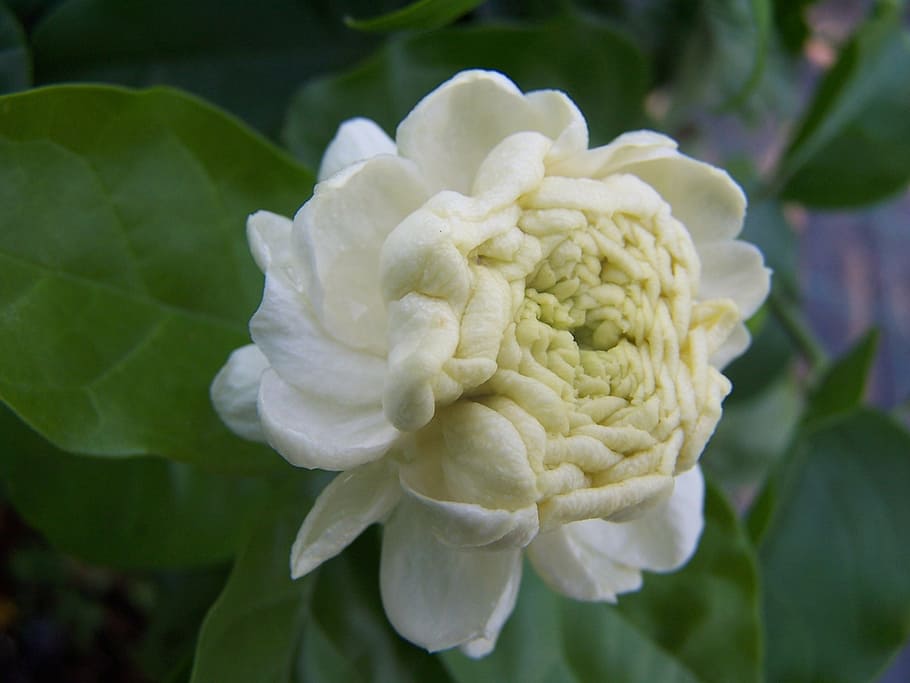 jasmine, sambac, grand duke of tuscany, perfumed flower, arabian jasmine, white petals, close-up, plant, beauty in nature, growth