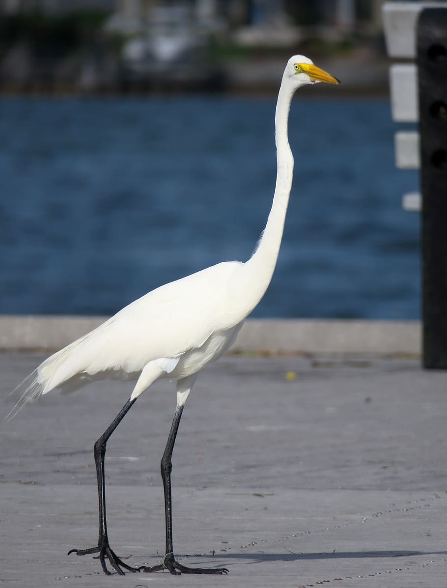 white heron, florida, yellow beak, black legs, egretta alba, bird, animal wildlife, animal themes, animals in the wild, one animal