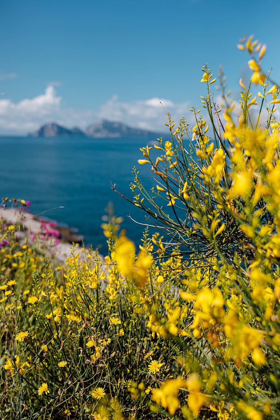 flores silvestres, flores, Italia, campania, flora, salvaje, Amalfi, costa, Flor, planta
