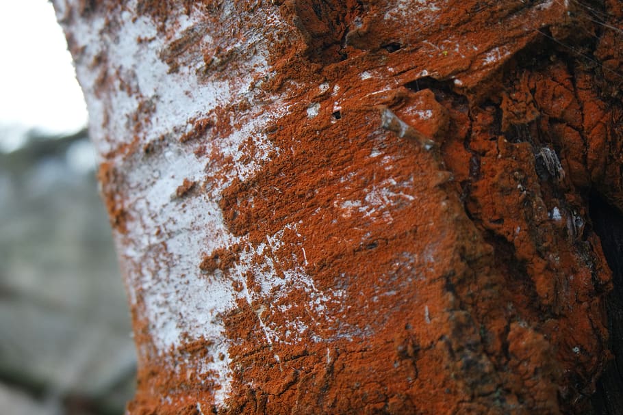 desktop, pattern, nature, abstract, tree, old, fabric, rough, rock, rust