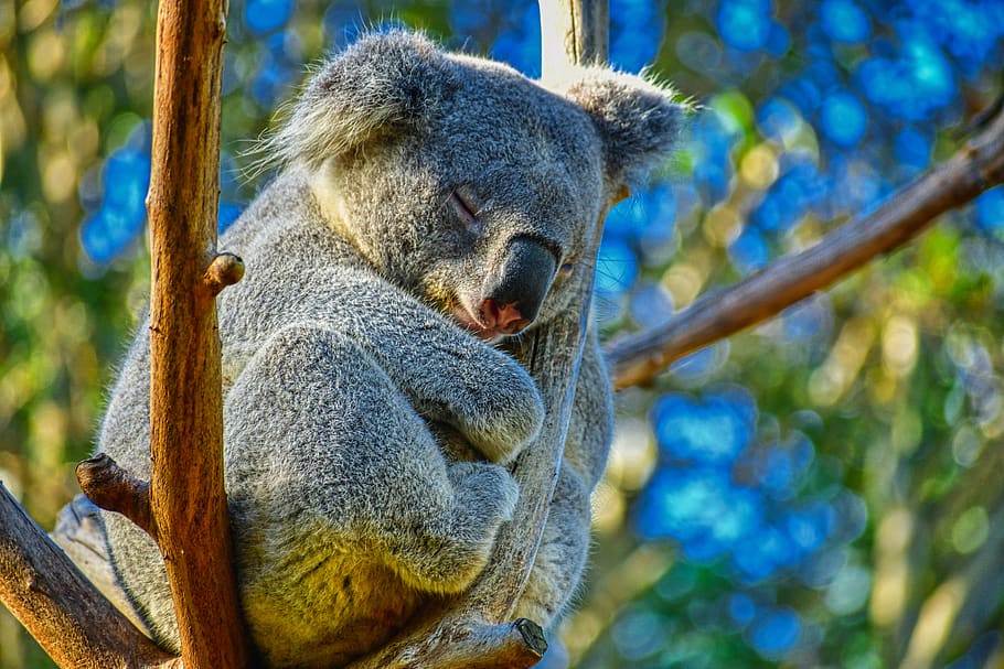 coala, austrália, natureza, fofa, animais selvagens, árvore, sono, urso, marsupial, dormindo