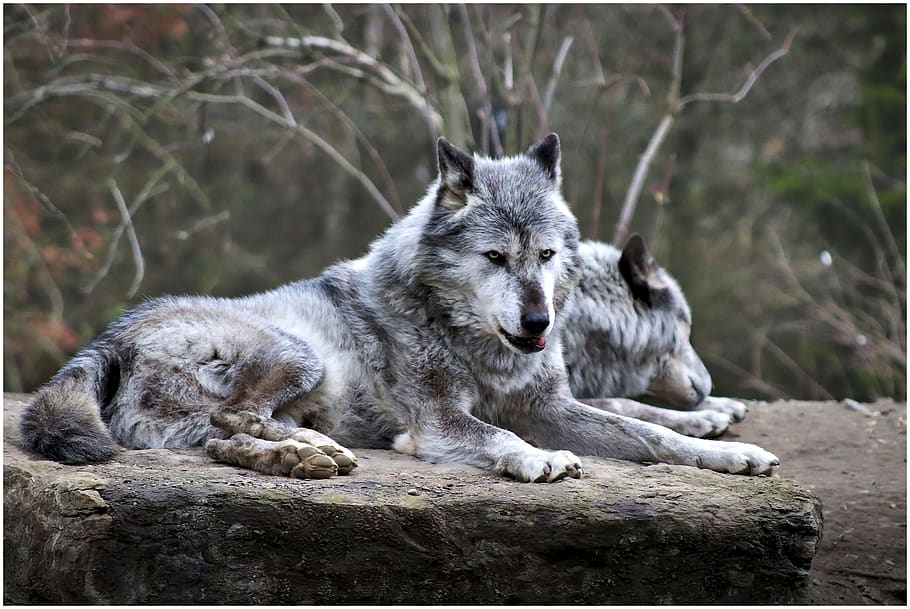 wolf, zoo, animal, hanover, predator, dangerous, timberwolf, wild, forest, stone