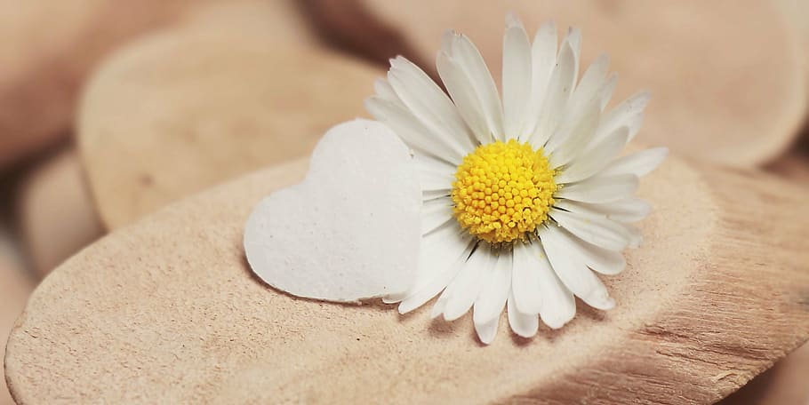 white, daisy, brown, surface, heart, herzchen, blossom, bloom, daisy flower, thank you