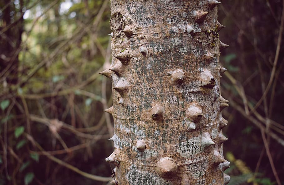 trunk, nature, thorns, wood, tree, shell, single, crown, wallpaper, forest