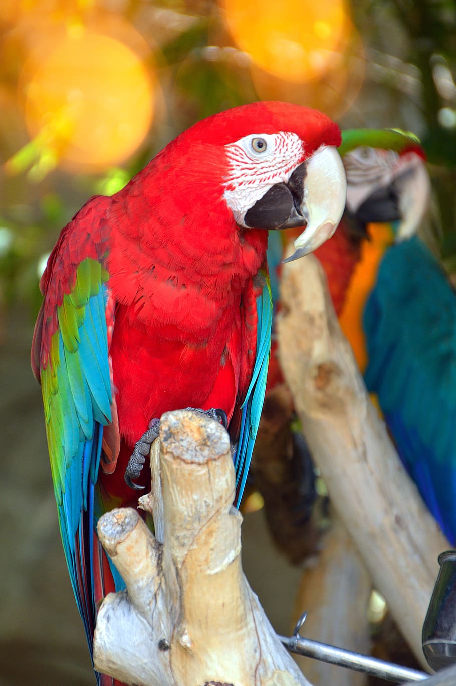 parrot by temperament, bird, tropic, nature, wingtip toys, wild world, macaw, animal, outdoors, wild