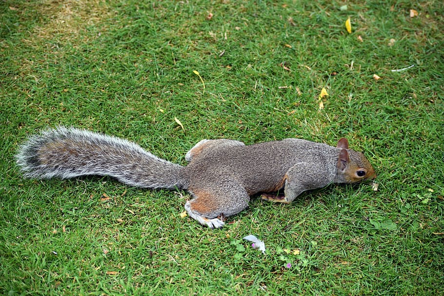 squirrel, grey squirrel, wildlife, sniffing, rodent, mammal, tail, wild, cute, animal themes