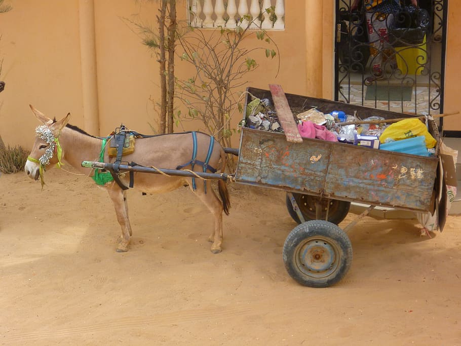 brown, donkey, carriage, fence, garbage, transportation, cart, recycling, environment, waste