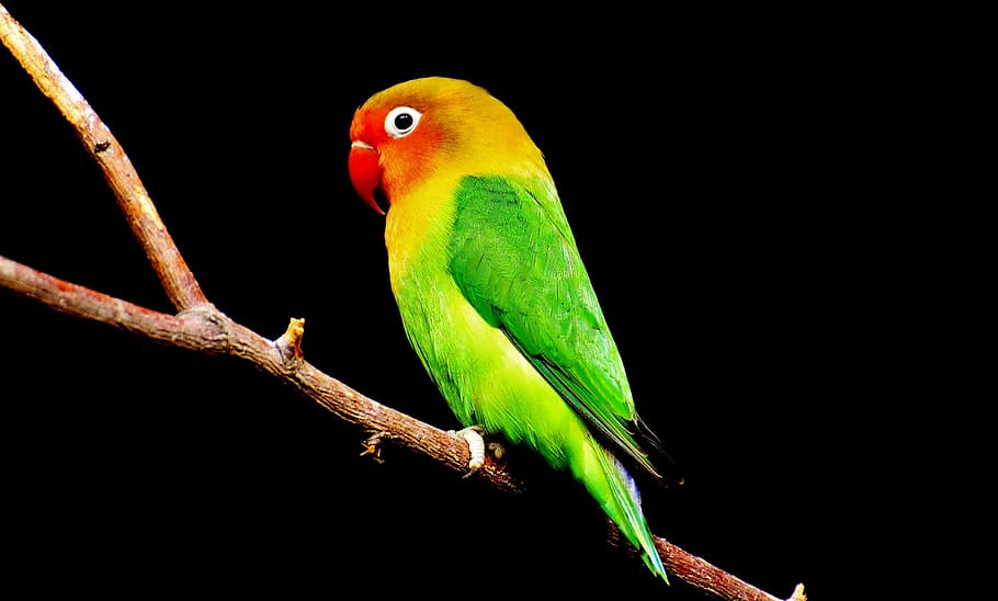 green, red, parakeet, fetching, tree, beak, green bird, bird, parrot, colorful