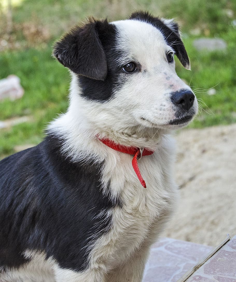cachorro, ovelha, preto e branco, coleira vermelha, bulgária, vila, bonitinho, animal de estimação, canino, amigável