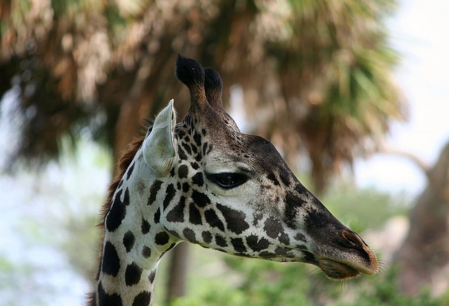 giraffe, reticulated, long neck, somali giraffe, africa, wild, animal, wildlife, mammal, camelopardalis