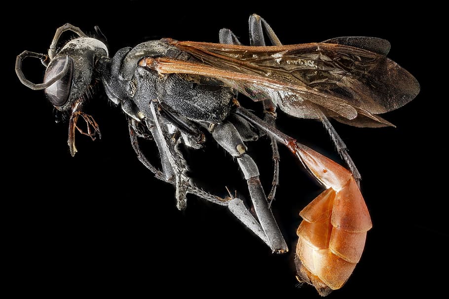 thread-waisted wasp, mounted, wings, profile, sand wasp, slender, ammophila apicalis, hunter, macro, portrait