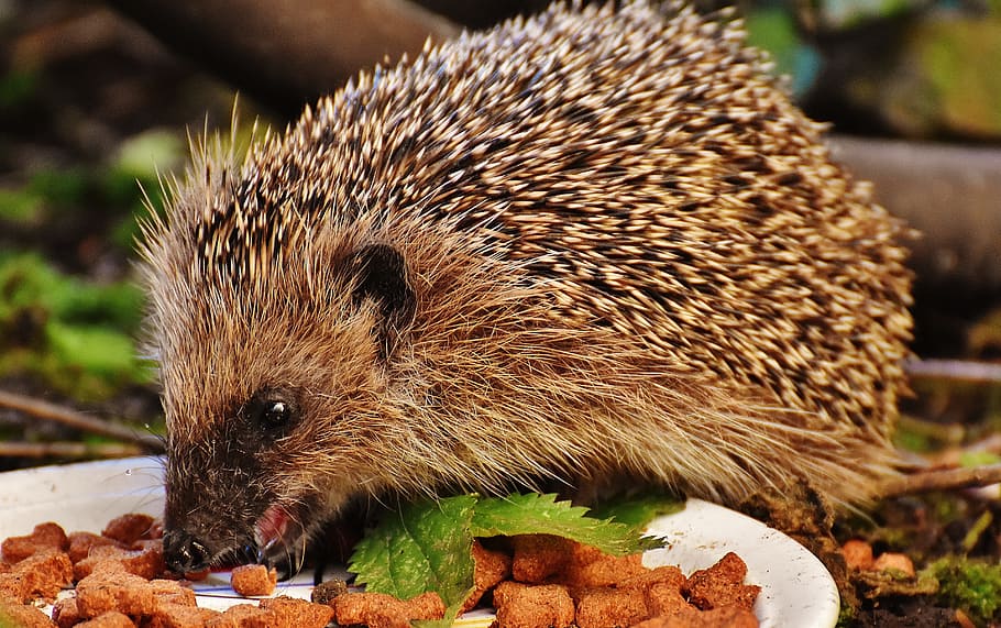 hedgehog, eat, cook food, close, photography, hedgehog child, young hedgehog, animal, spur, nature