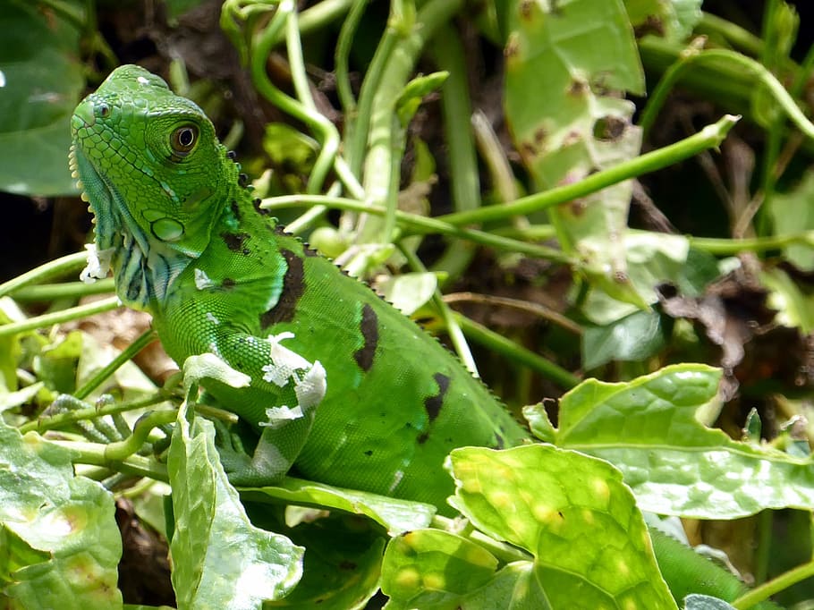 iguana, young, green, tortuguero, costa rica, green color, animal themes, animal, plant, animal wildlife