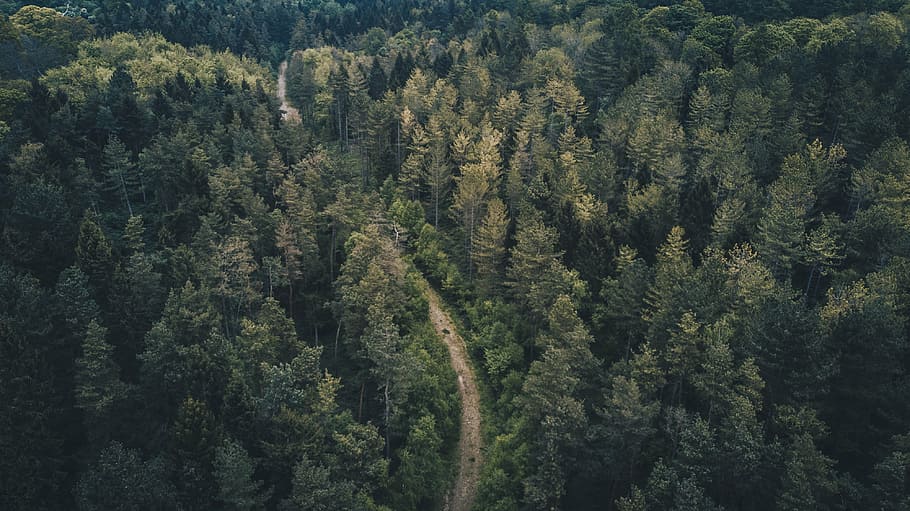 aerial, photography, forest, green, trees, plant, nature, road, travel, outdoor