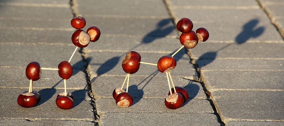 chestnut animal, chestnut, toothpick, food, food and drink, healthy eating, fruit, day, sunlight, focus on foreground