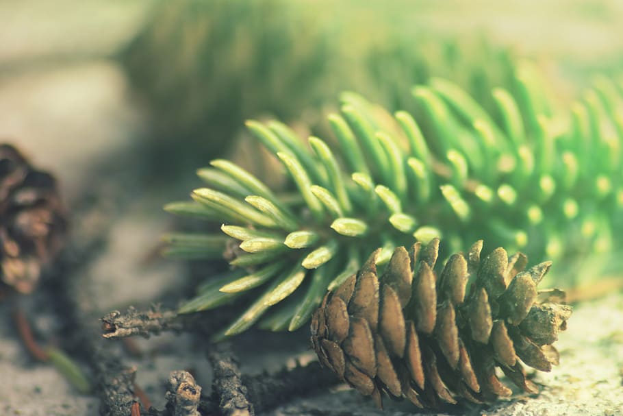 selective, focus photography, acorn, pine leaf, pine, cone, nature, pine cone, day, selective focus