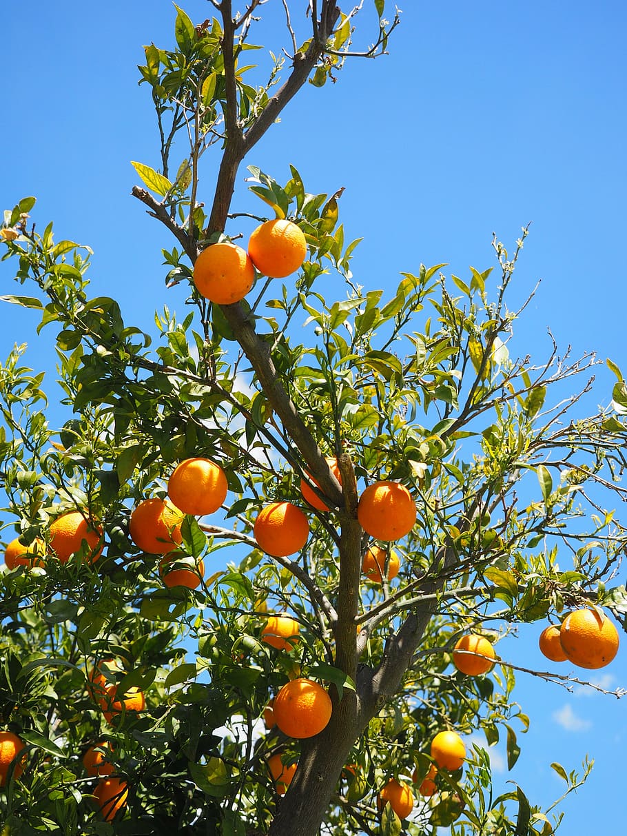 laranjas, frutas, laranjeira, frutas cítricas, árvore, folhas, estética, folhagem, pervinca, citros