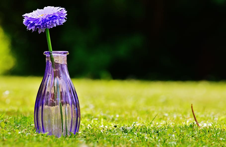 close-up photography, purple, flower, glass bottle, purple flower, vase, glass, decoration, transparent, deco