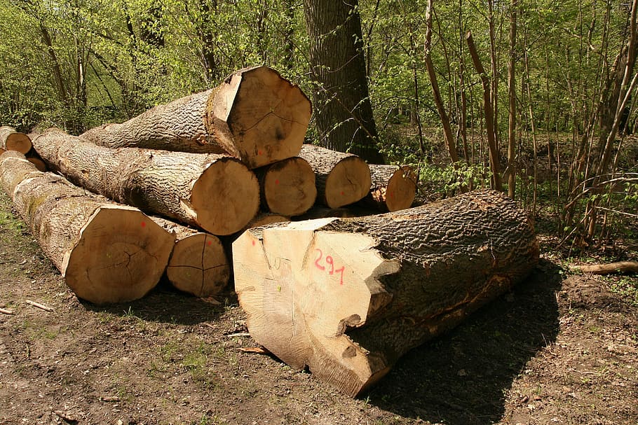 Industria de la madera, madera, troncos de árboles, silvicultura, holzstapel, registro, aserradero, tala, leñador, árboles