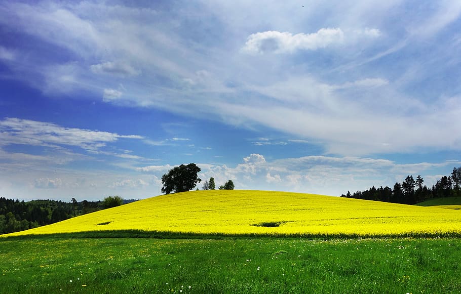 green, lawns, daytime, field of rapeseeds, oilseed rape, landscape, yellow, blossom, bloom, plant